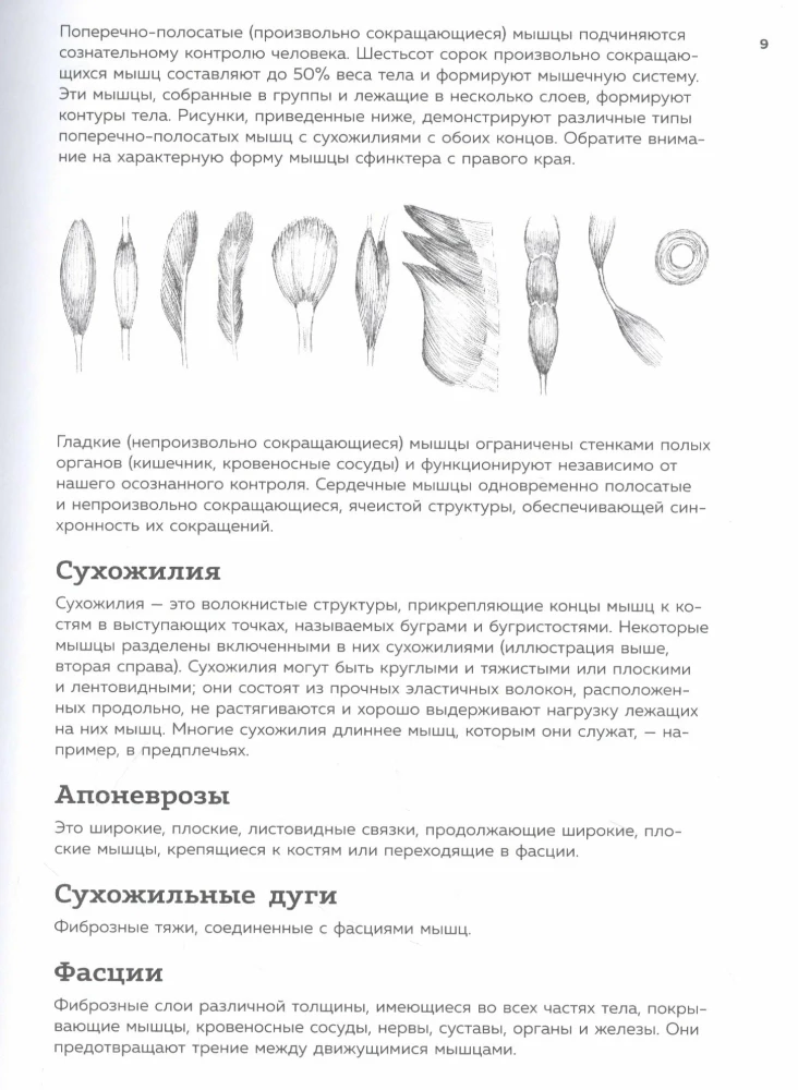 Анатомия для художников. Практический курс