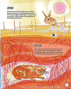 This is How the Capybara: Extraordinary Rodents and Their Relatives