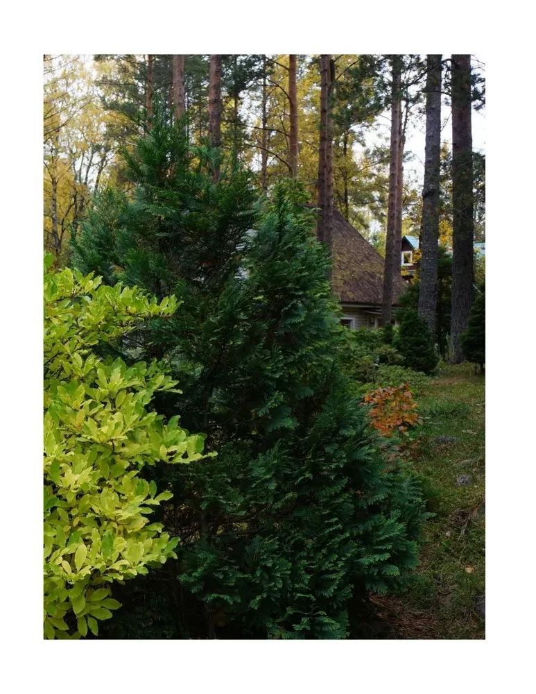 Forest Garden. Landscape Design in Harmony with Nature