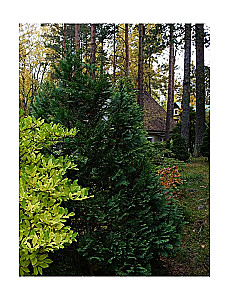 Forest Garden. Landscape Design in Harmony with Nature