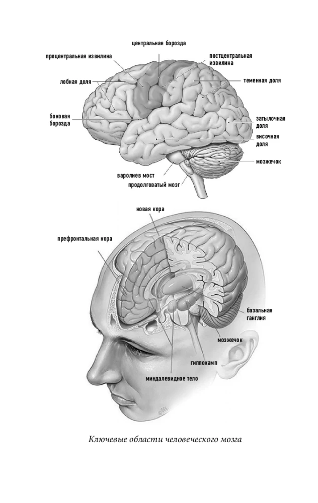 The Brain: A Scientist's Tale. The Winding Path to Understanding How Our Mind Works, Where Memory is Stored, and Thoughts are Formed
