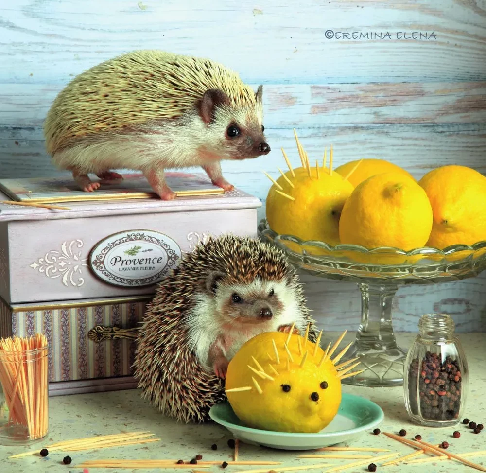 Hedgehog Calendar. Colorful Marshmallow. Wall Calendar for 2026 (170x170)