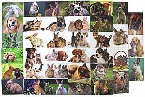 Pocket calendar 2026 (LV), assorted