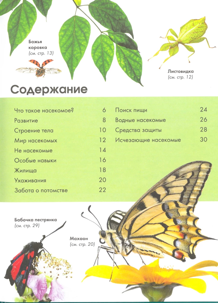 Насекомые