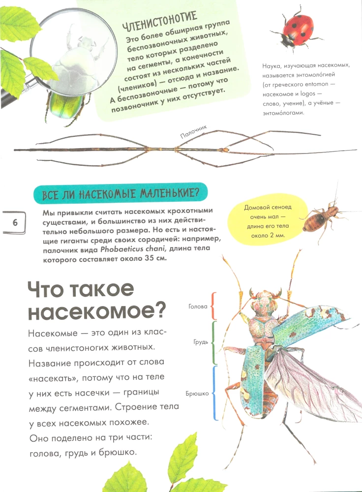 Насекомые