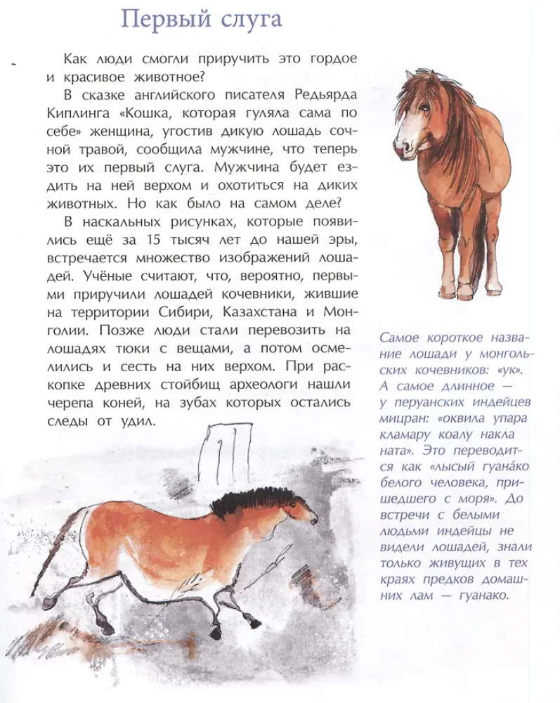Pferde. Wild, edel, berühmt