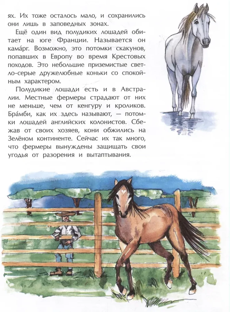 Pferde. Wild, edel, berühmt