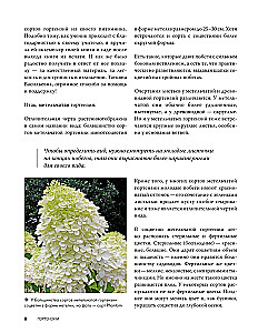 Hortensien. Anpflanzen, pflegen und genießen in jedem Garten