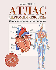 Cilvēka anatomijas atlants. Sirds un asinsvadu sistēma