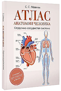 Cilvēka anatomijas atlants. Sirds un asinsvadu sistēma
