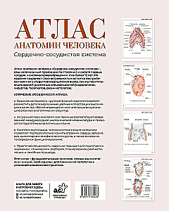 Cilvēka anatomijas atlants. Sirds un asinsvadu sistēma