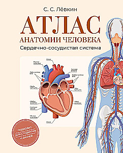 Cilvēka anatomijas atlants. Sirds un asinsvadu sistēma