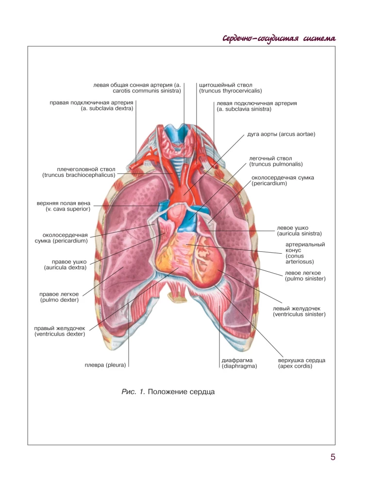 Cilvēka anatomijas atlants. Sirds un asinsvadu sistēma