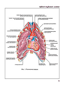 Cilvēka anatomijas atlants. Sirds un asinsvadu sistēma