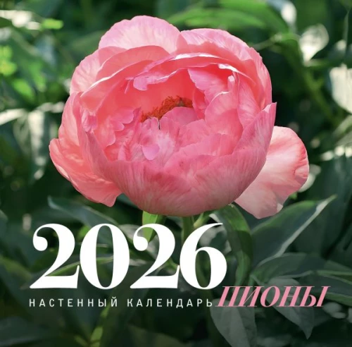 Piwonie. Kalendarz ścienny na rok 2026