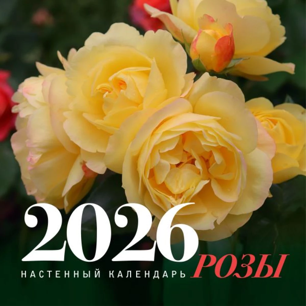 Róże. Kalendarz ścienny na 2026 rok