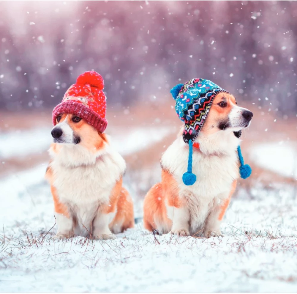 Kalendarz ścienny na 2026 rok - Urocze corgi