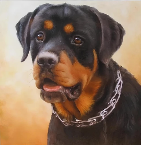 Gemälde nach Zahlen - Rottweiler