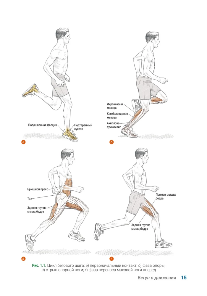 Anatomy of Running