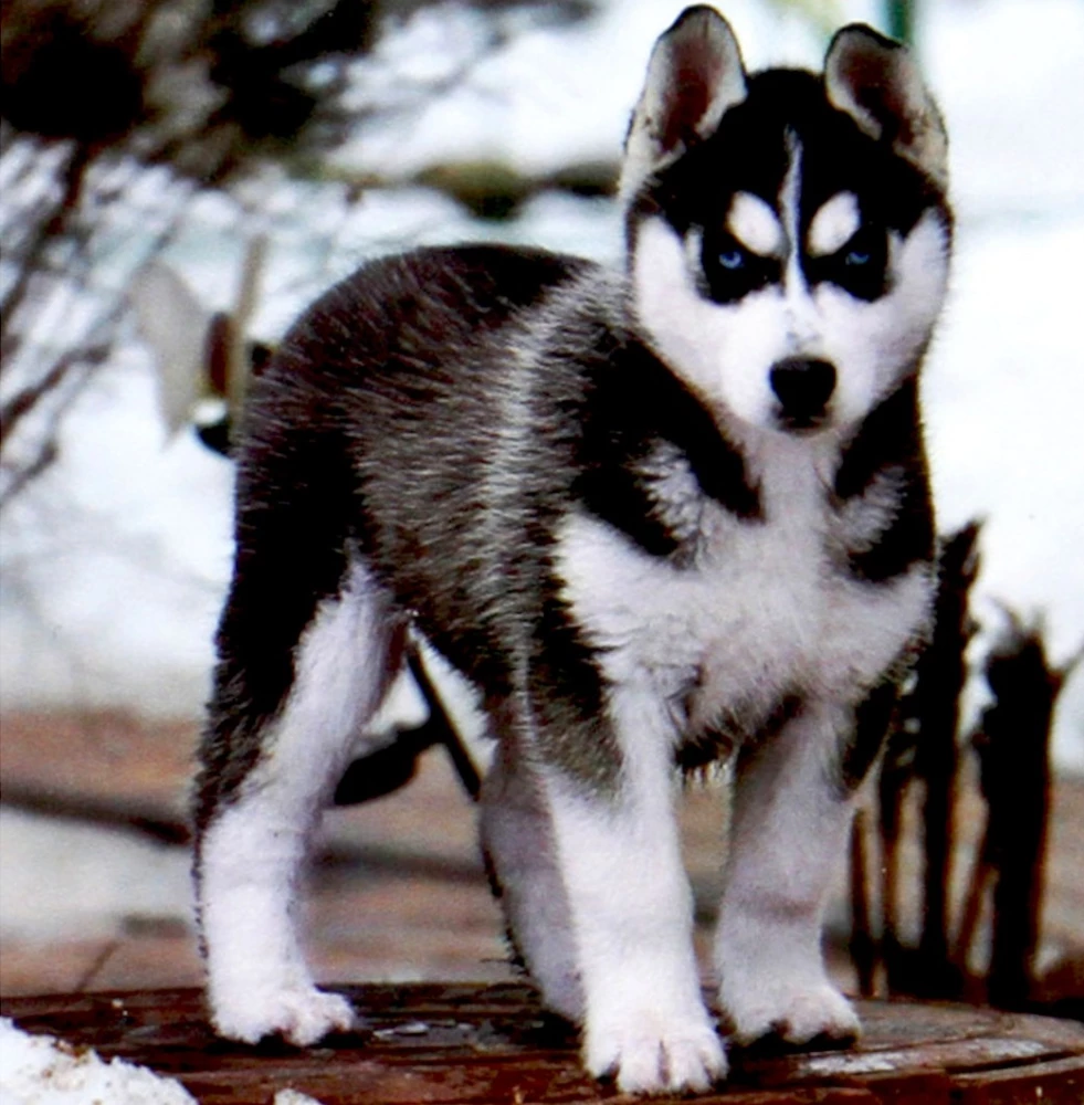 Malerei nach Zahlen - Husky-Welpe
