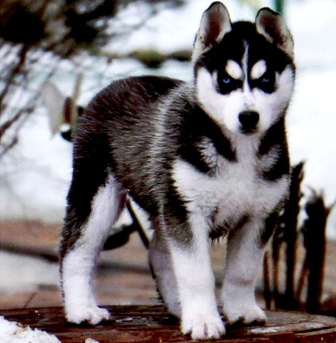 Malerei nach Zahlen - Husky-Welpe
