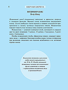 Популярный атлас анатомии человека. 200 классических иллюстраций из Анатомии Грея