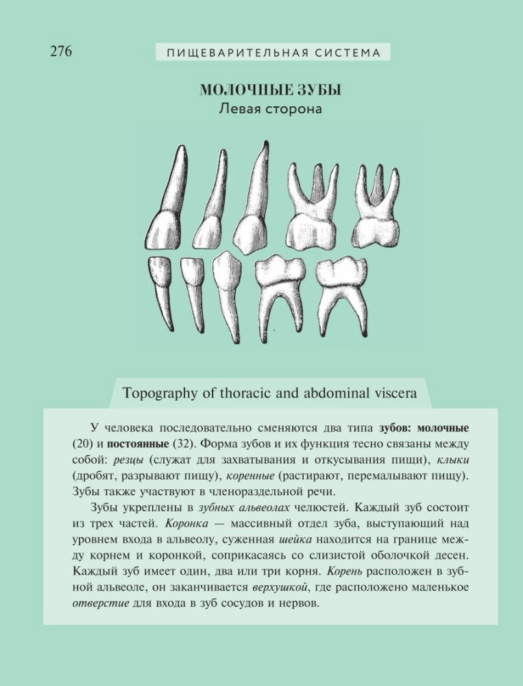 Популярный атлас анатомии человека. 200 классических иллюстраций из Анатомии Грея