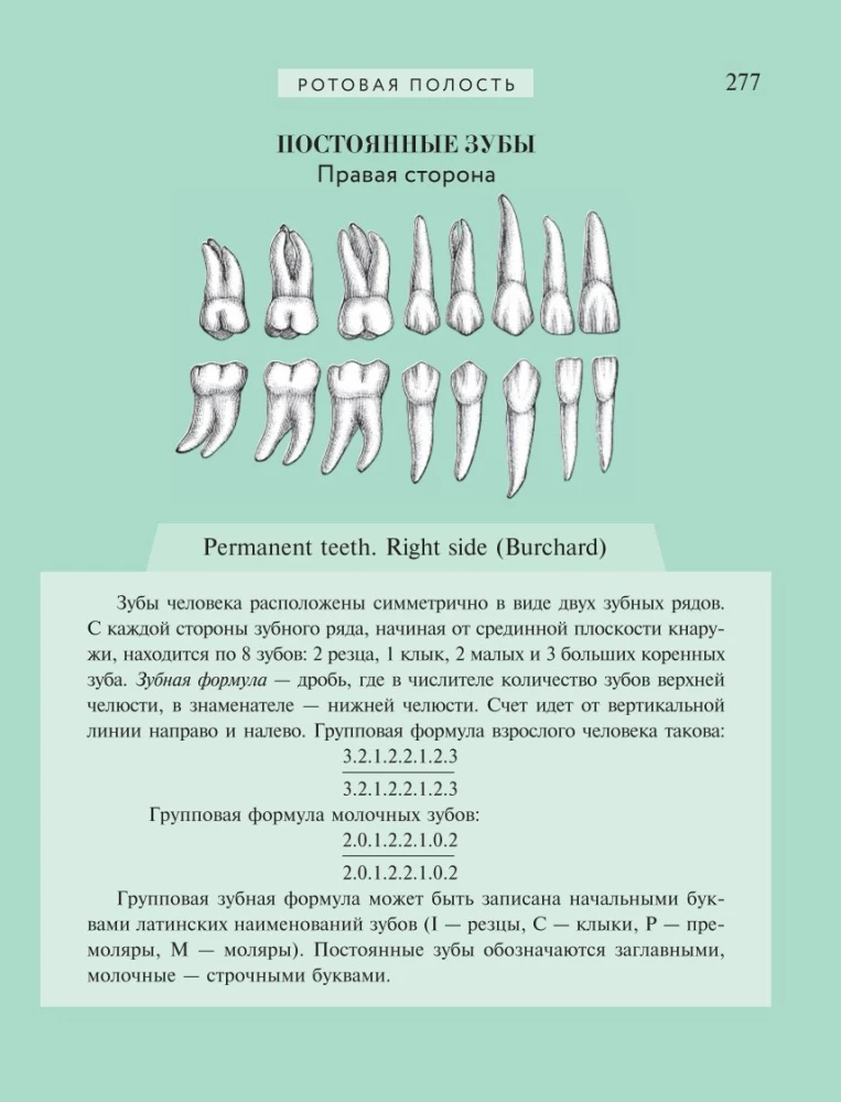 Популярный атлас анатомии человека. 200 классических иллюстраций из Анатомии Грея
