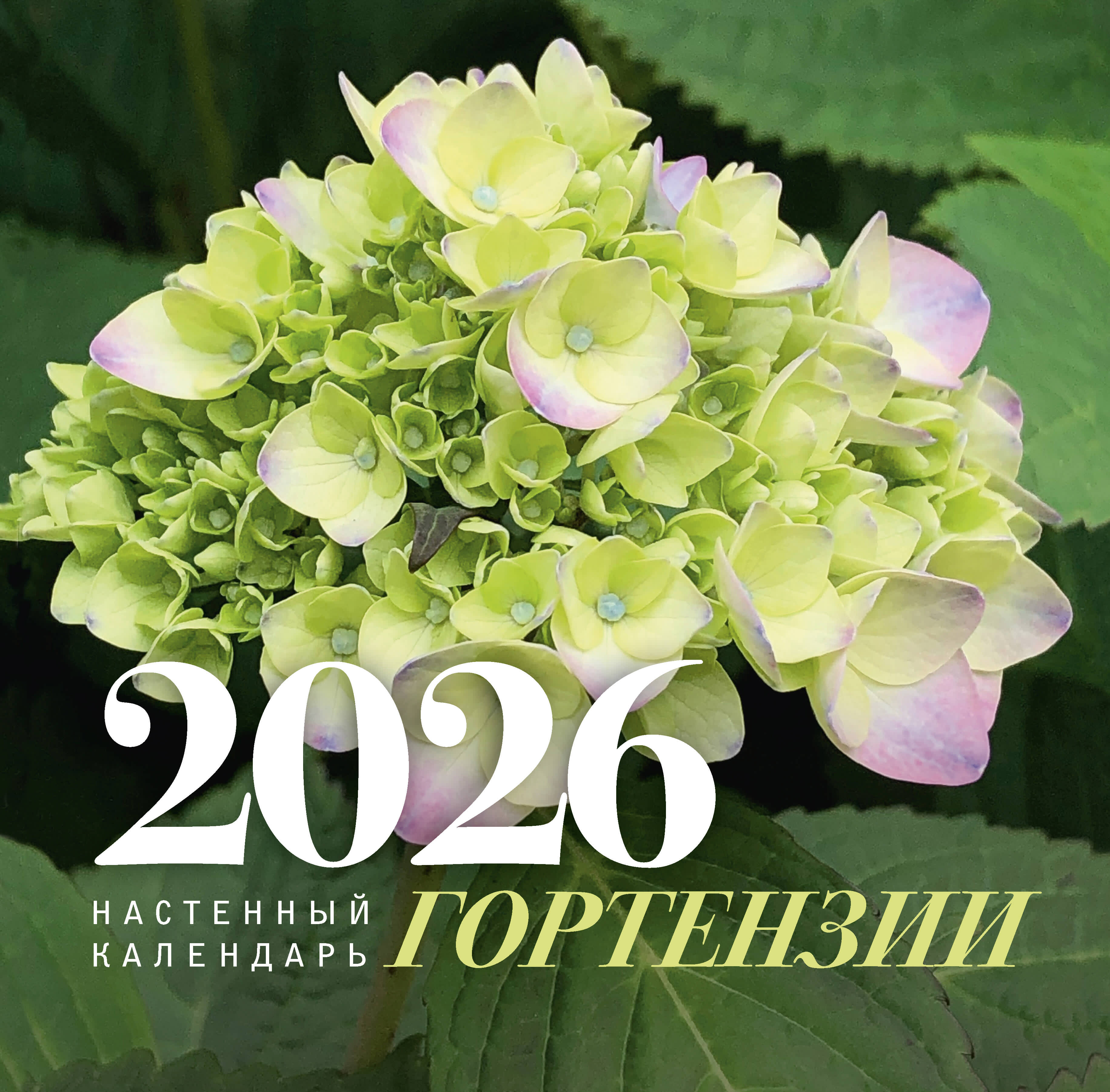 Hydrangeas. Wall calendar for 2026