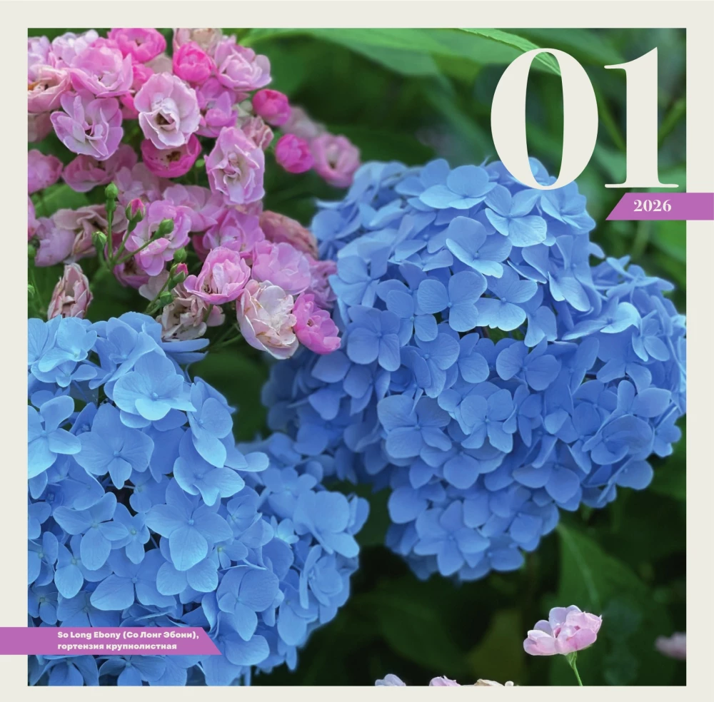 Hortensje. Kalendarz ścienny na 2026 rok