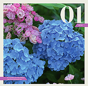 Hortensje. Kalendarz ścienny na 2026 rok