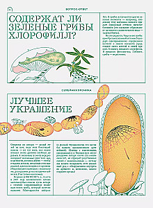 Мико. Полный путеводитель по миру грибов. Выпуск 1