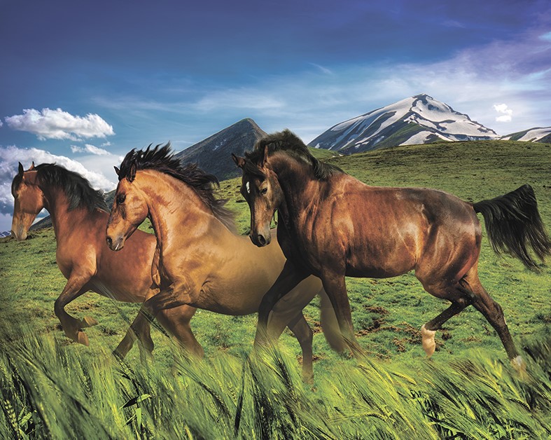 Diamantmalerei - Pferde, 40x50 cm