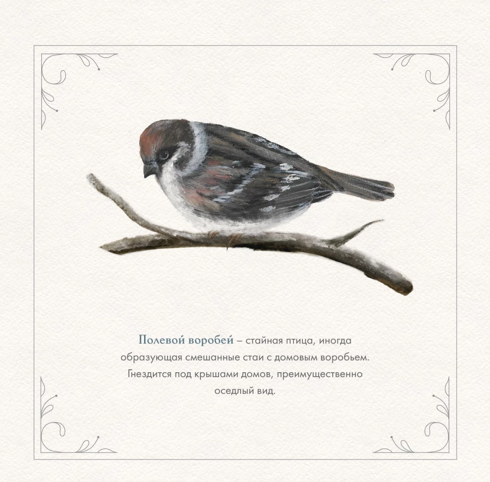 Wall Calendar for 2026 - The Year of Simple Wonders. 12 Months of Inspiration for Bird Lovers