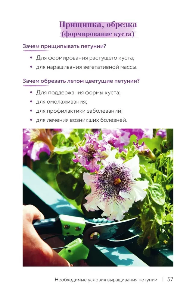 Petunija. Gėlė su charakteriu. Greitųjų patarimų sekiklis gėlių sodinimui