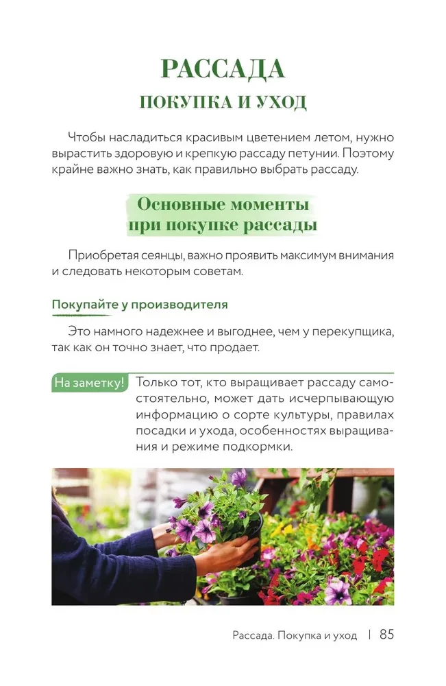 Petunija. Gėlė su charakteriu. Greitųjų patarimų sekiklis gėlių sodinimui