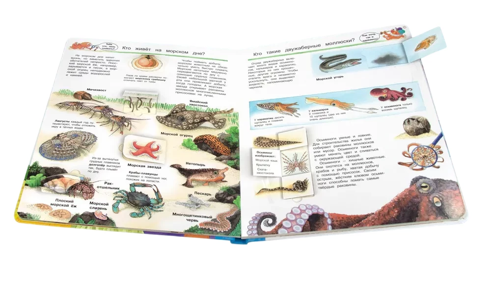 Co? Dlaczego? Po co? Świat morskich zwierząt