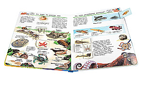 Co? Dlaczego? Po co? Świat morskich zwierząt