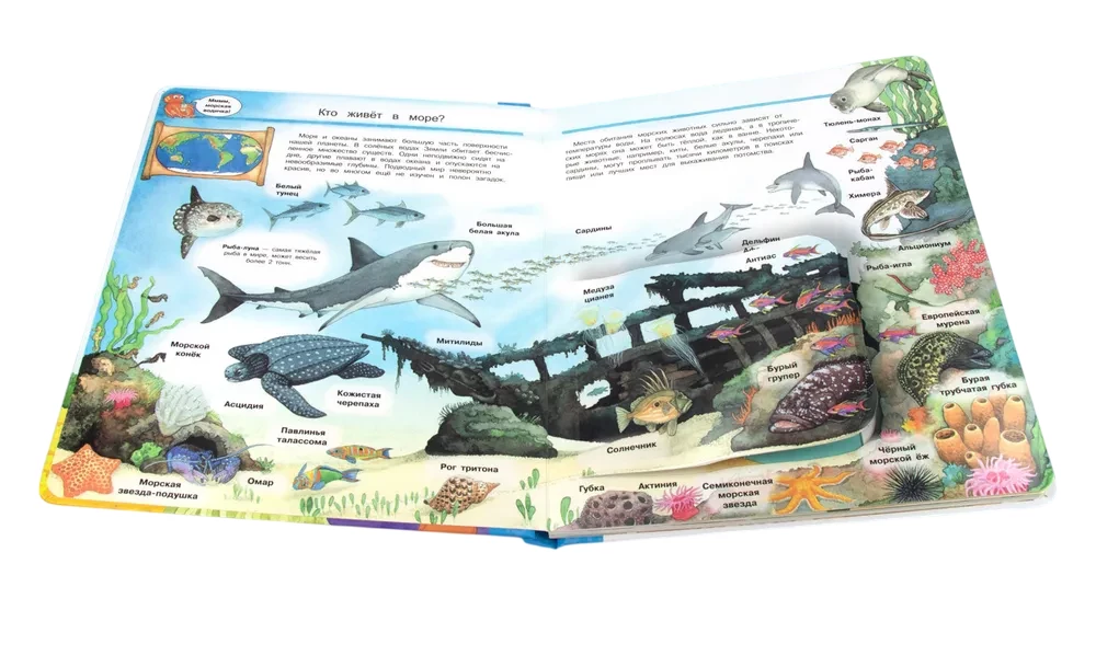 Co? Dlaczego? Po co? Świat morskich zwierząt