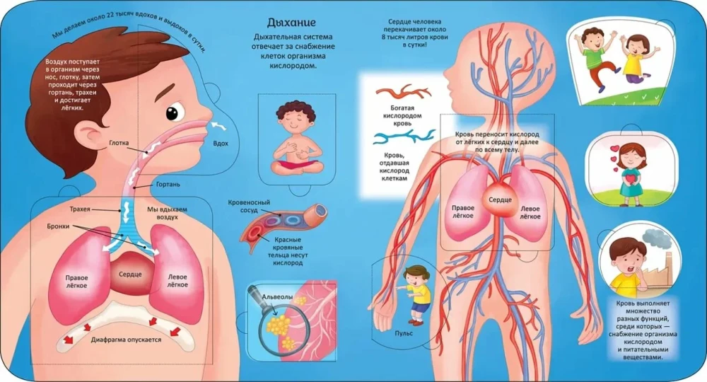Grāmatas ar logiem. Cilvēka ķermenis
