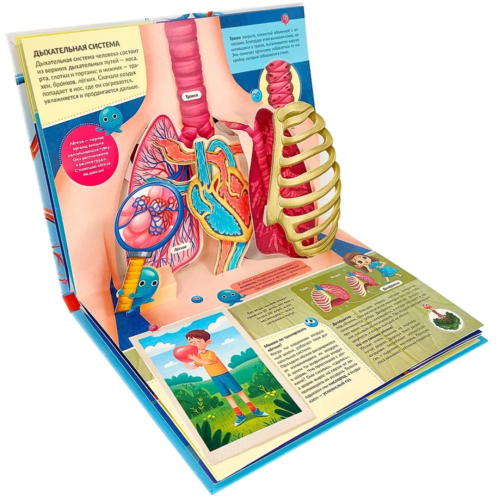 POP UP encyklopedia. Anatomia: książka panoramiczna