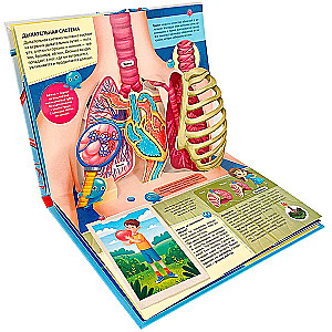 POP UP encyklopedia. Anatomia: książka panoramiczna