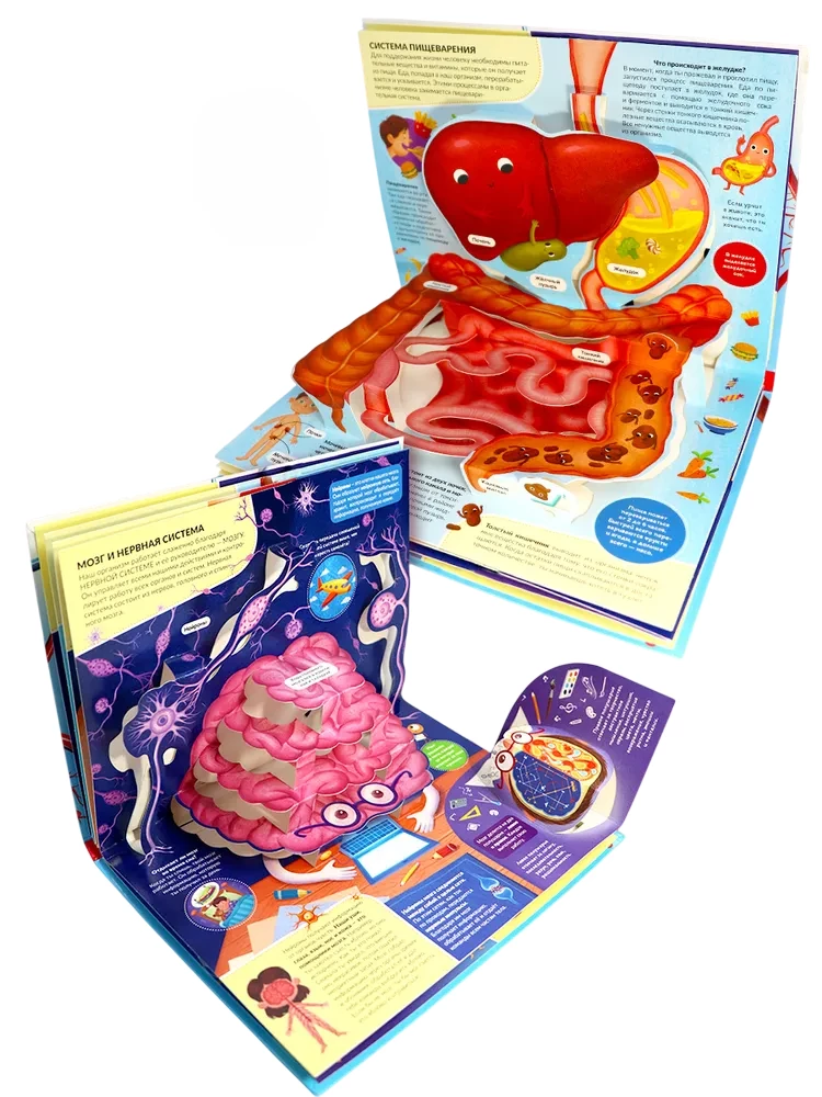 POP UP encyklopedia. Anatomia: książka panoramiczna