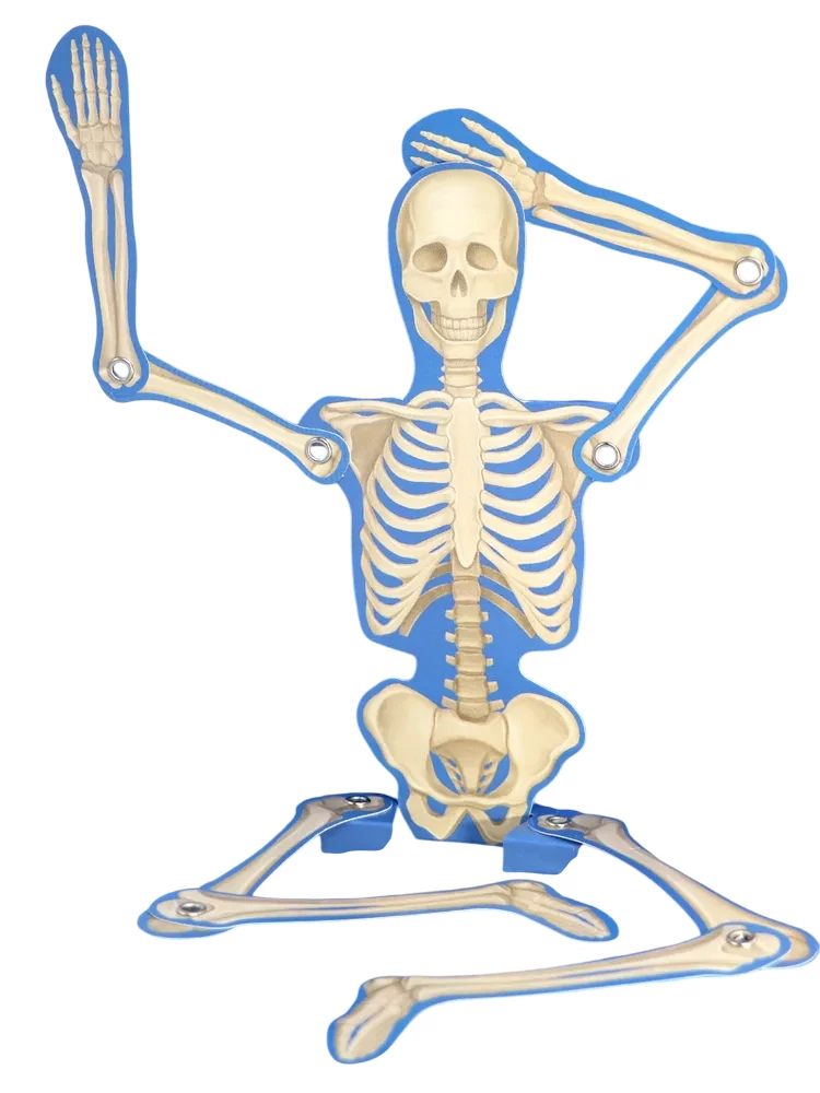POP UP encyklopedia. Anatomia: książka panoramiczna