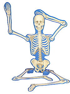 POP UP encyklopedia. Anatomia: książka panoramiczna