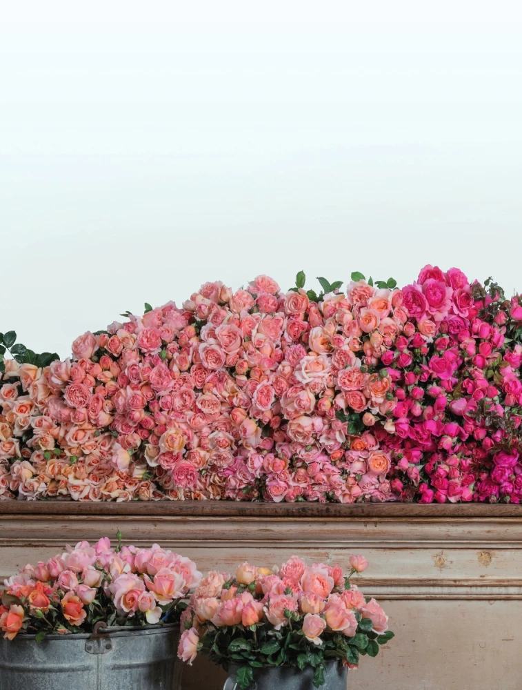 Садовые розы. Полное руководство по выращиванию, уходу и созданию потрясающих букетов