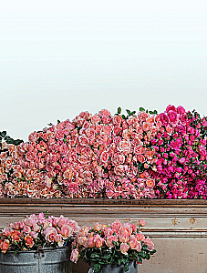 Садовые розы. Полное руководство по выращиванию, уходу и созданию потрясающих букетов