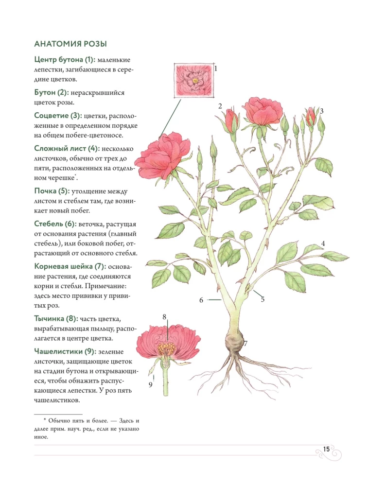 Садовые розы. Полное руководство по выращиванию, уходу и созданию потрясающих букетов