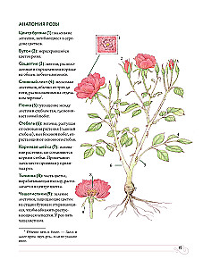 Садовые розы. Полное руководство по выращиванию, уходу и созданию потрясающих букетов