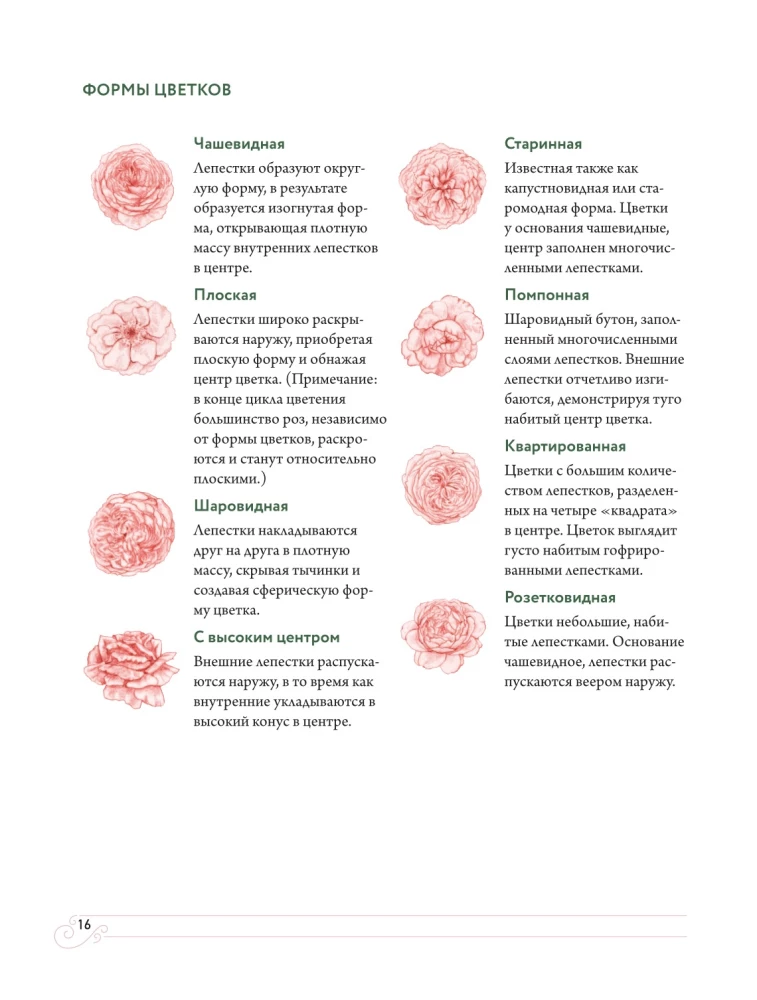 Садовые розы. Полное руководство по выращиванию, уходу и созданию потрясающих букетов